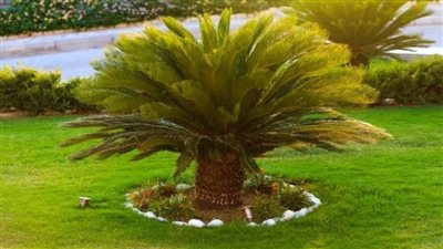 سموم الإسكندرية تحذر من نبات السيكاس