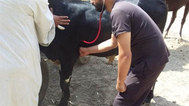 تحصين الحمى القلاعية