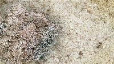 التحفظ علي 2  طن أرز تمويني يحوي حشرات حية و