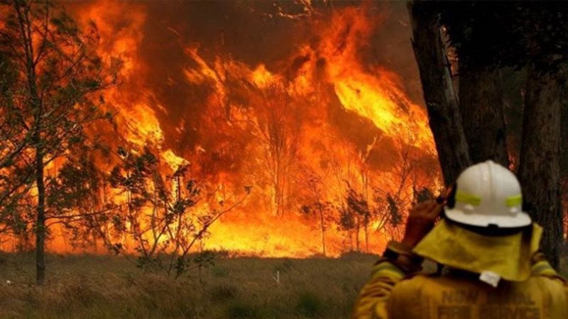 حرائق الغابات