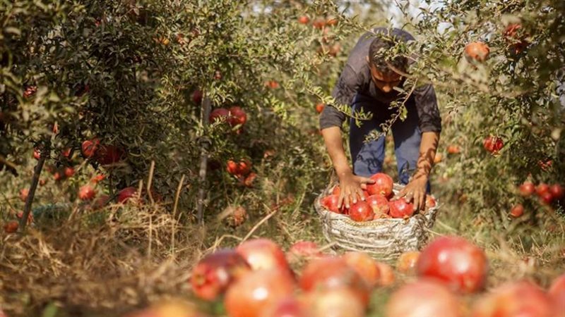 جني الرمان- صورة