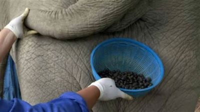 في اليوم العالمي للقهوة تعرف على أغرب طرق صناعة القهوة من روث الفيلة