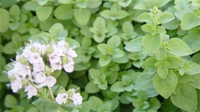 تعرف على صادرات الإسماعيلية من النباتات الطبية والعطرية