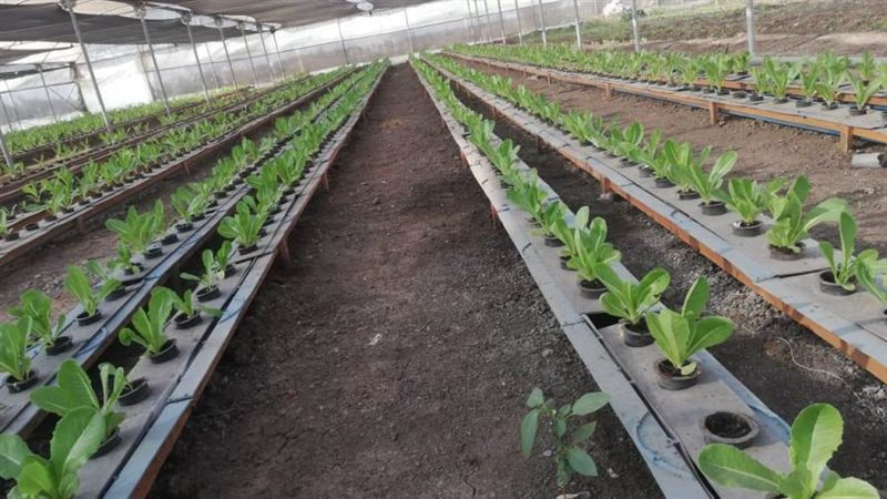 المشروعات البحثيه