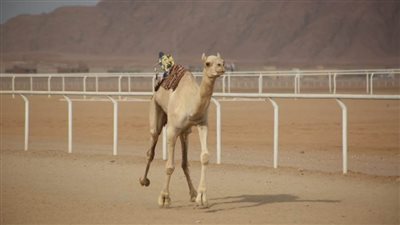 وزير الشباب ومحافظ جنوب سيناء يفتتحان 