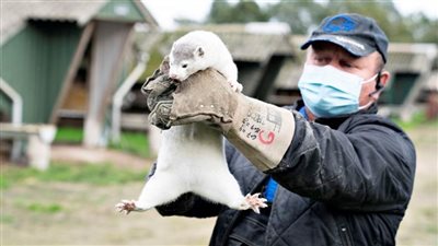 الدنمارك تعدم مئات الآلاف من حيوانات المنك