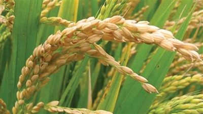 رئيس شعبة الأرز: خلال أسبوعين...