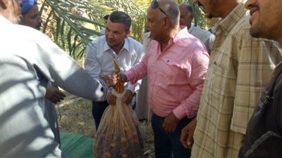 مدرسة حقلية للطرق المُثلي في جمع وتخزين التمور بـ