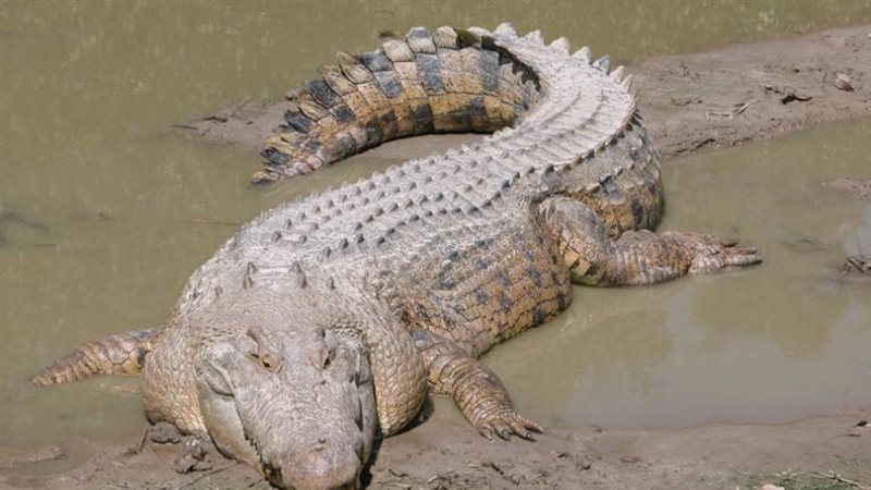 صورة أرشيفة