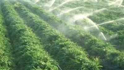 مجلس الوزراء ينفي تحديد 5 أيام أسبوعيًا لري الأراضي الزراعية