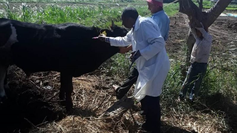 تحصين المواشي