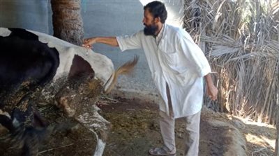 تحصين 205 آلاف رأس ماشية و35250 طائراً بكفر الشيخ