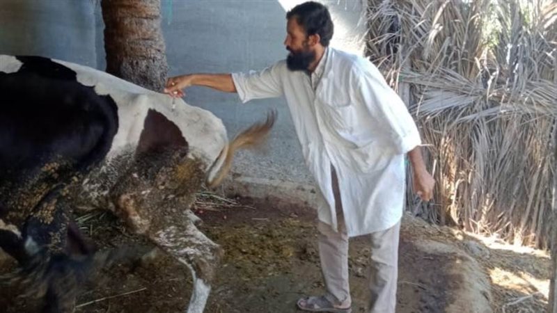 تطعيم المواشي