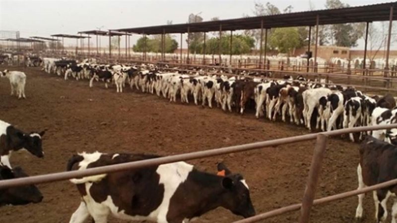 صورة أرشيفة