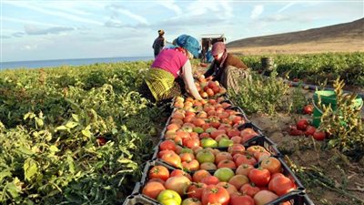 تعرف على صادرات الإسماعيلية من المحاصيل الحقلية والنباتات الطبية والعطرية