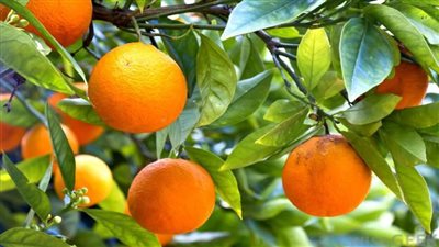  رفع الحظر عن دخول المنتجات الزراعية المصرية من الموالح للسوق الياباني