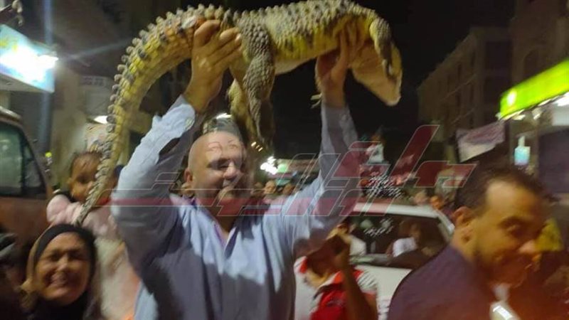 مرشح يحمل تمساح