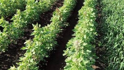 معدات  زراعية مجانية لمزارعي 