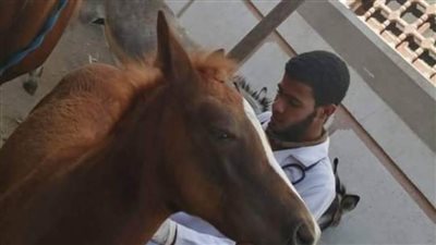 قافلة جامعة سوهاج البيطرية تعالج 620 حالة