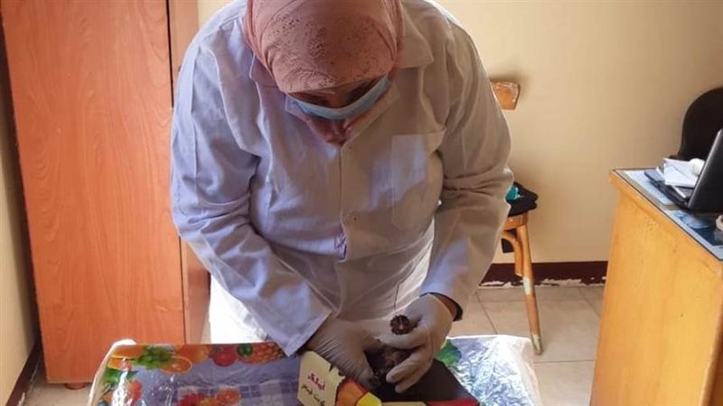 تحصين الطيور