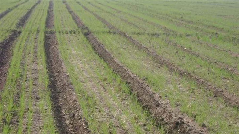 زراعة القمح