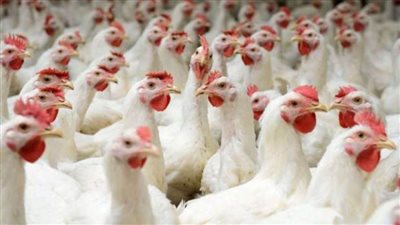 أسعار بورصة الدواجن اليوم الأحد 15 نوفمبر 2020