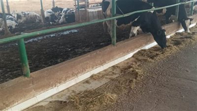 اتحاد المهن الطبية يطرح خطة لتطوير شركة الثروة الحيوانية  