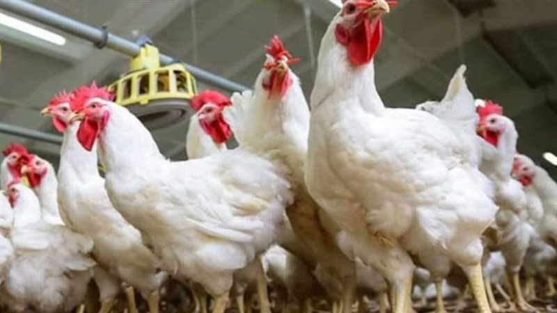 مزارع الدواجن