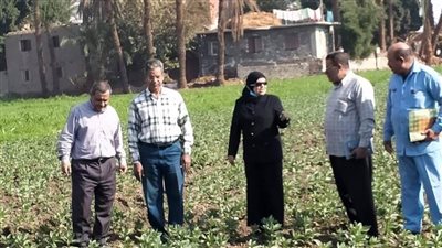 مدير الشؤون الزراعية بأسيوط تتابع زراعات الحقول الإرشادية بمركز الفتح (صور)