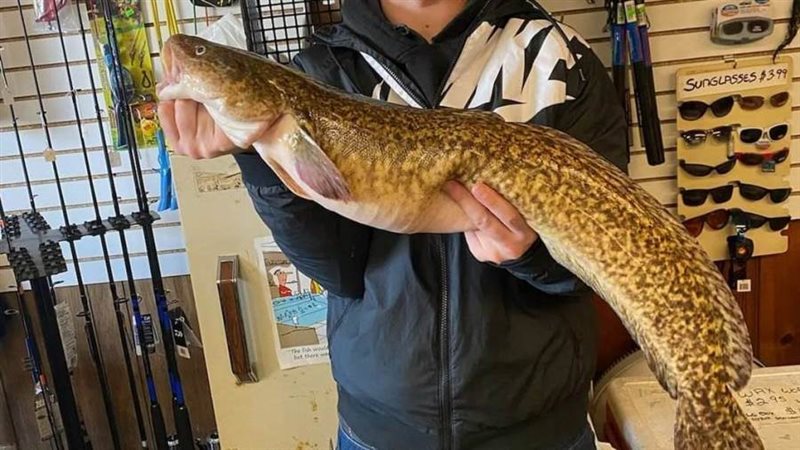 سمكة البربوط