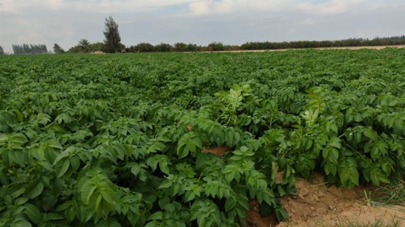 الري بالتنقيط