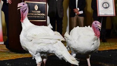 رحلة الديك الرومي إلى مائدة عشاء 