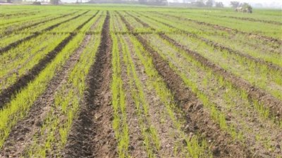 استعدادات مبكرة لزراعة القمح والشعير والمحاصيل الشتوية