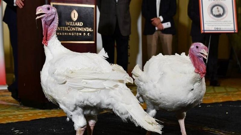 الديك الرومي وعيد