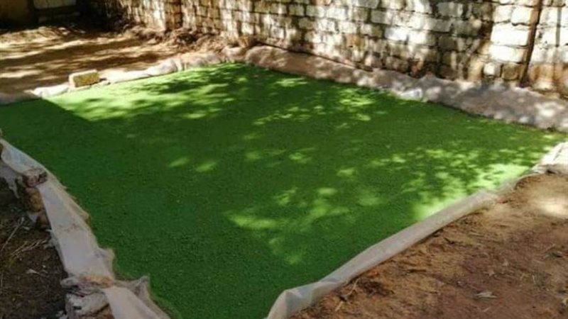 نبات الكينوا بالوادى