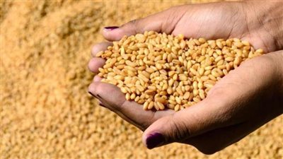 اتفاق بين السودان والمعونة الأمريكية لتمويل شراء قمح بقيمة 20 مليون دولار