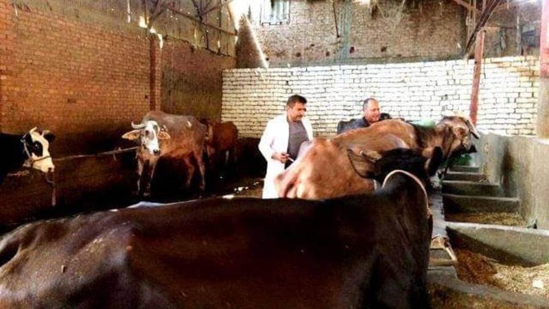 فحص الماشية ضد البروسيلا