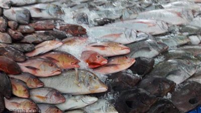 بورصة أسعار الأسماك في السوق المصرية..من 14 جنيها حتى 470 جنيهاً 