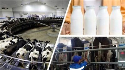 كيف تقدم وزارة الزراعة الدعم لمراكز تجميع الألبان؟..اعرف التفاصيل  (فيديو)