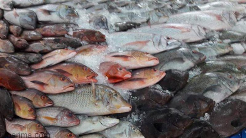 أسعار الأسماك