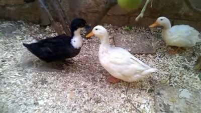 استمرار حبس محامٍ مفصول لاتهامة بسرقة 