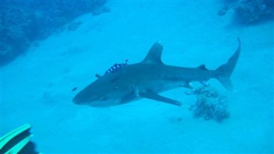 القومي لعلوم البحار والمصايد يبحث أنشطة القروش بمرسى علم