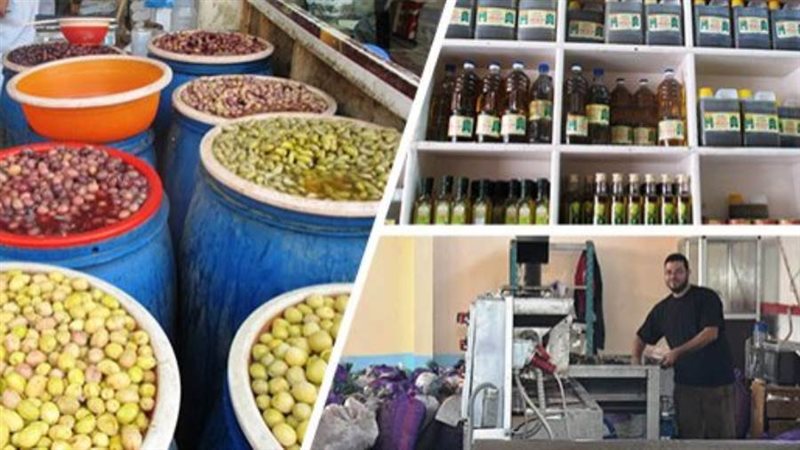 90 ألف كيلو زيتون