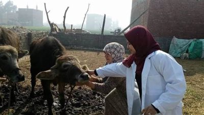 اختبار 5132 رأس ماشية ضد مرض البروسيلا بالبحيرة