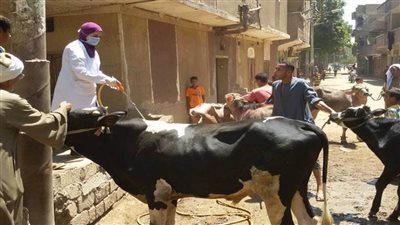 محافظ أسيوط: تنظيم قوافل علاجية بيطرية بمركزي أبنوب ومنفلوط