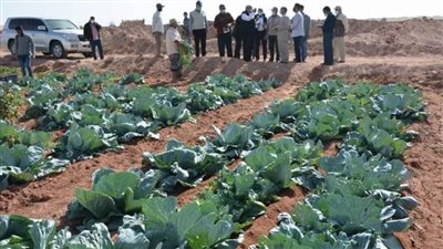 الزملوط يتابع المشروعات الزراعية بقرية إسمنت خلال جولته التفقديو لمركز الداخلة