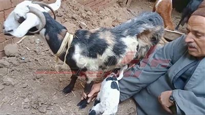   حقيقة ميلاد 