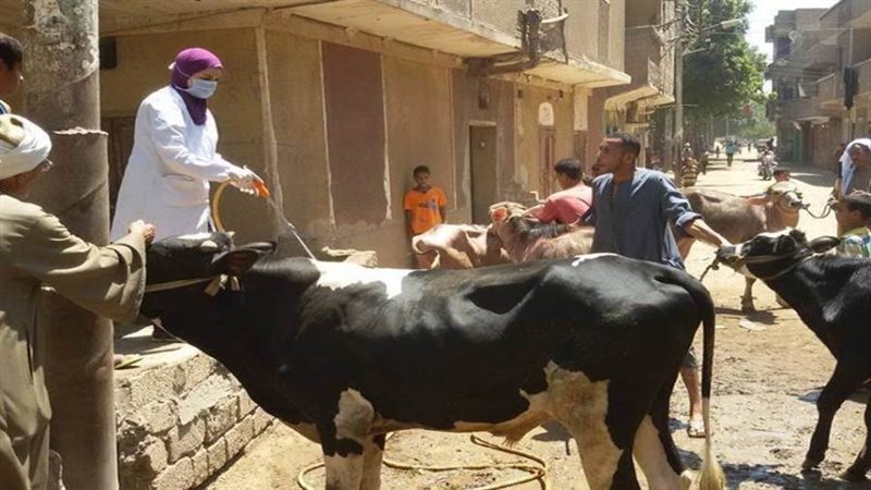 محافظ أسيوط: تنظيم