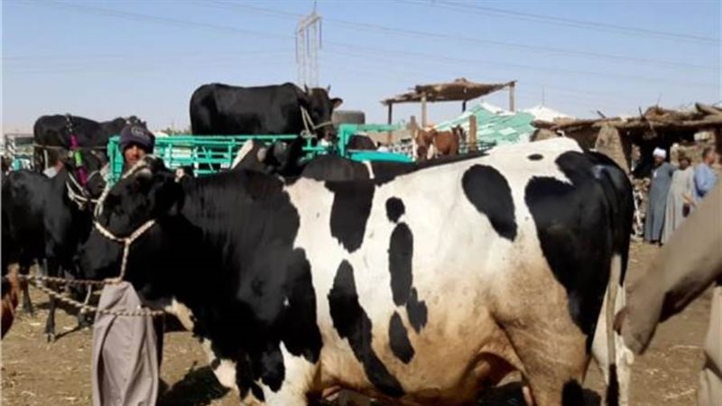 المواشي الحية