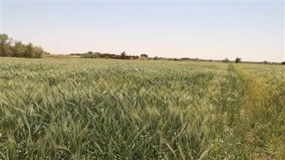 ندوات لتوعية المزارع بطريق التسميد الصحيحة بالوادي الجديد